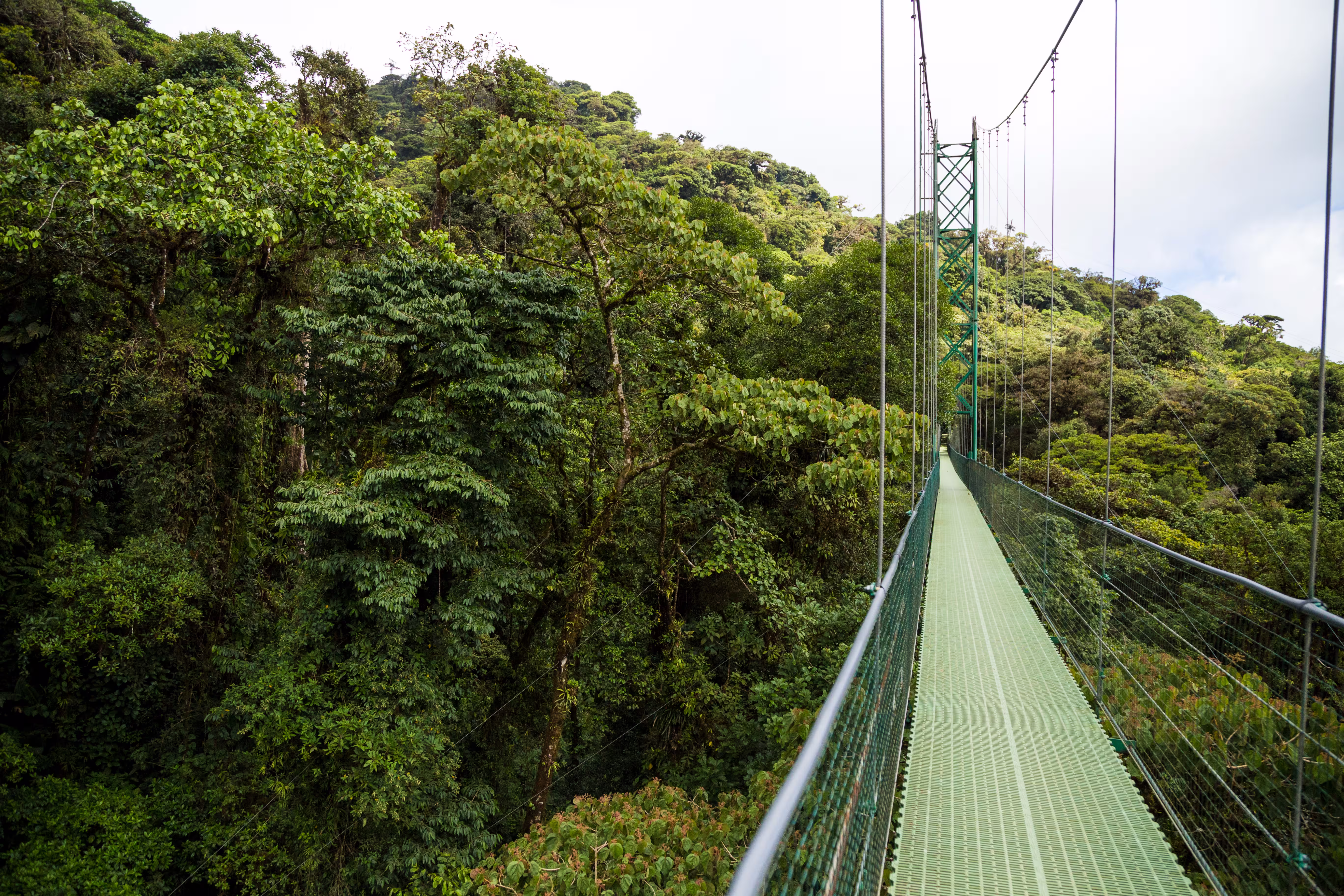 Suspension bridge in Costa Rica rainforest