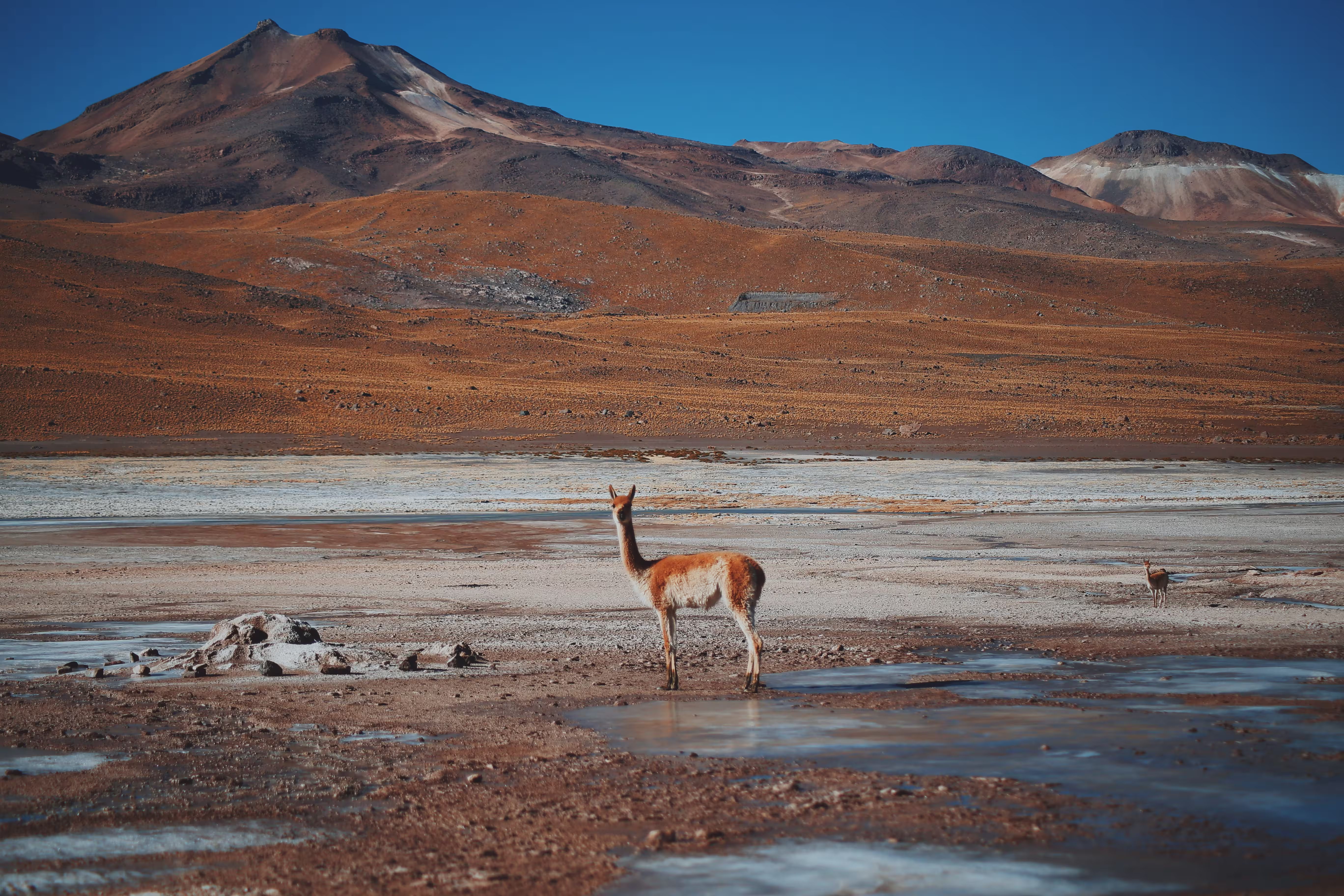 Alpaca in the Atacama Desert, Chile