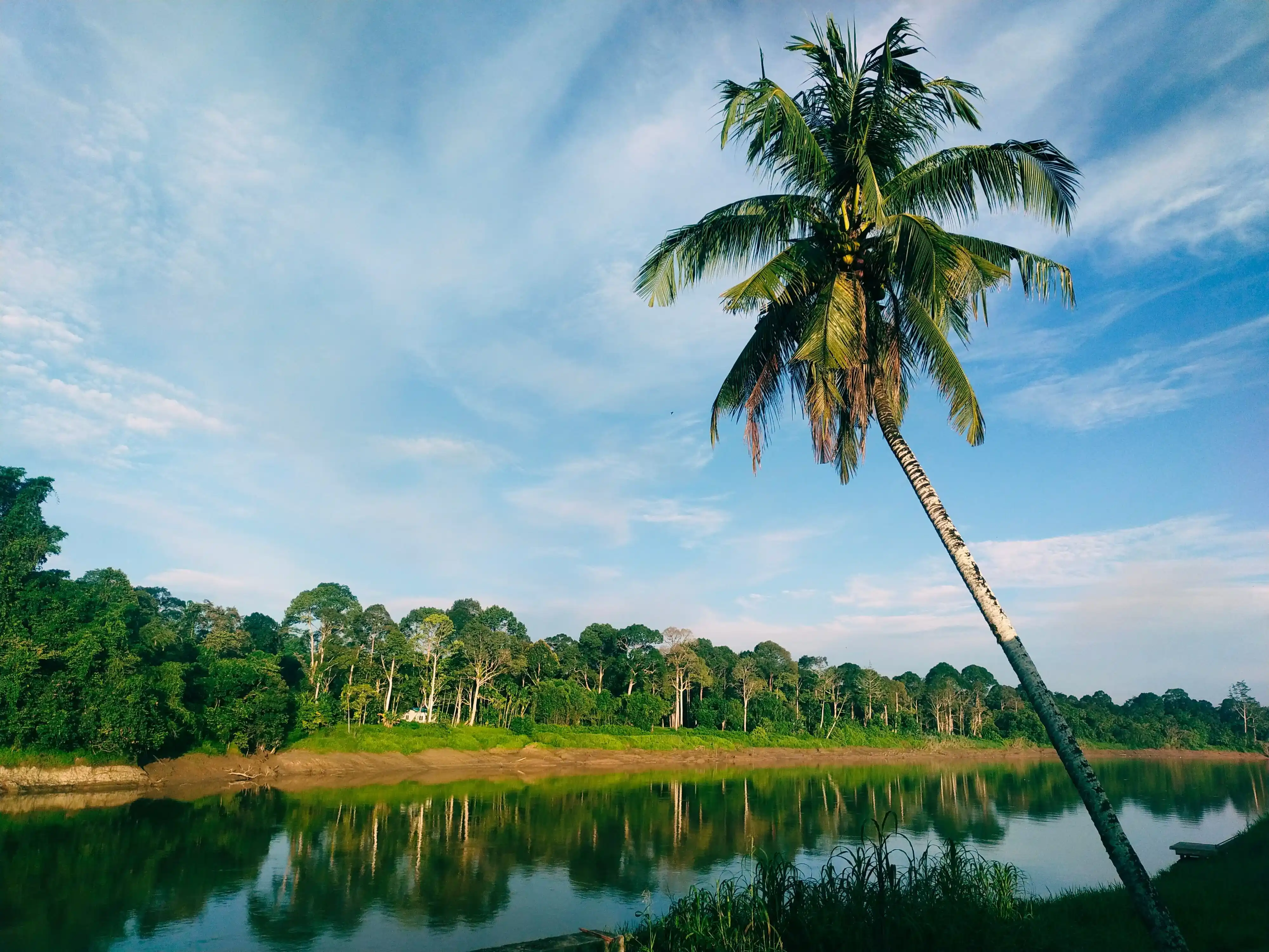 Malaysian Borneo rainforest