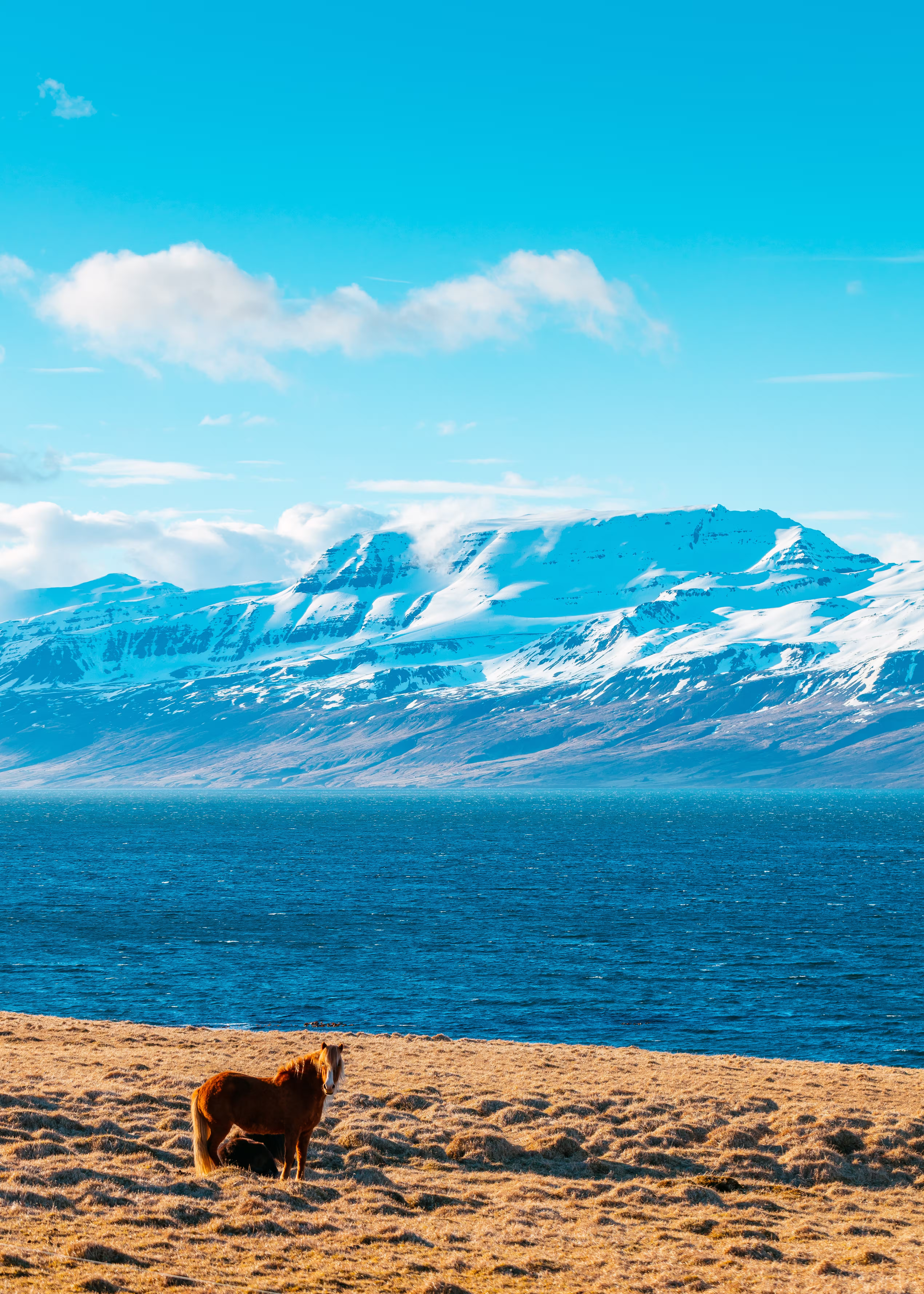 Wild ponies in Iceland