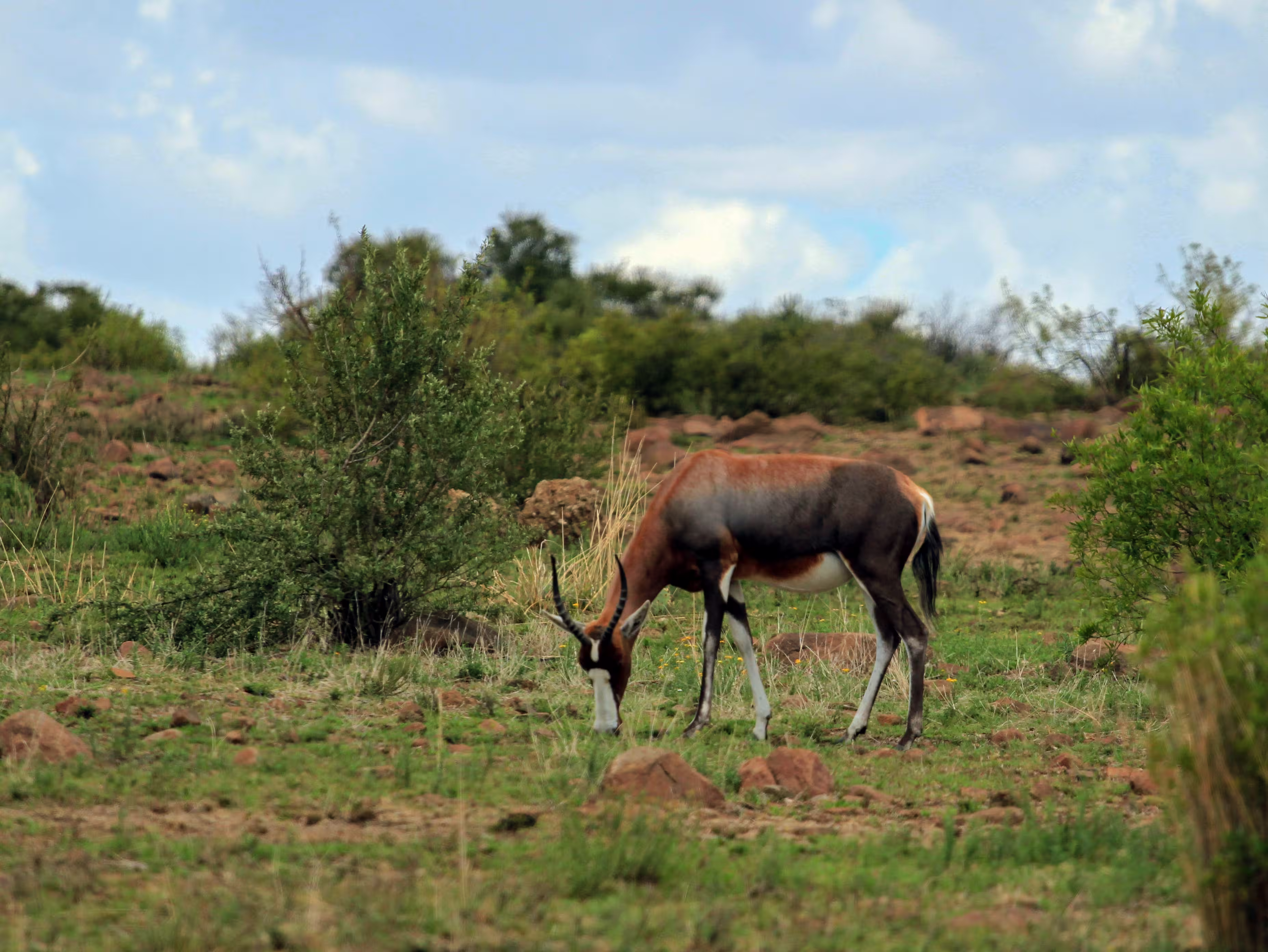 blesbok-img