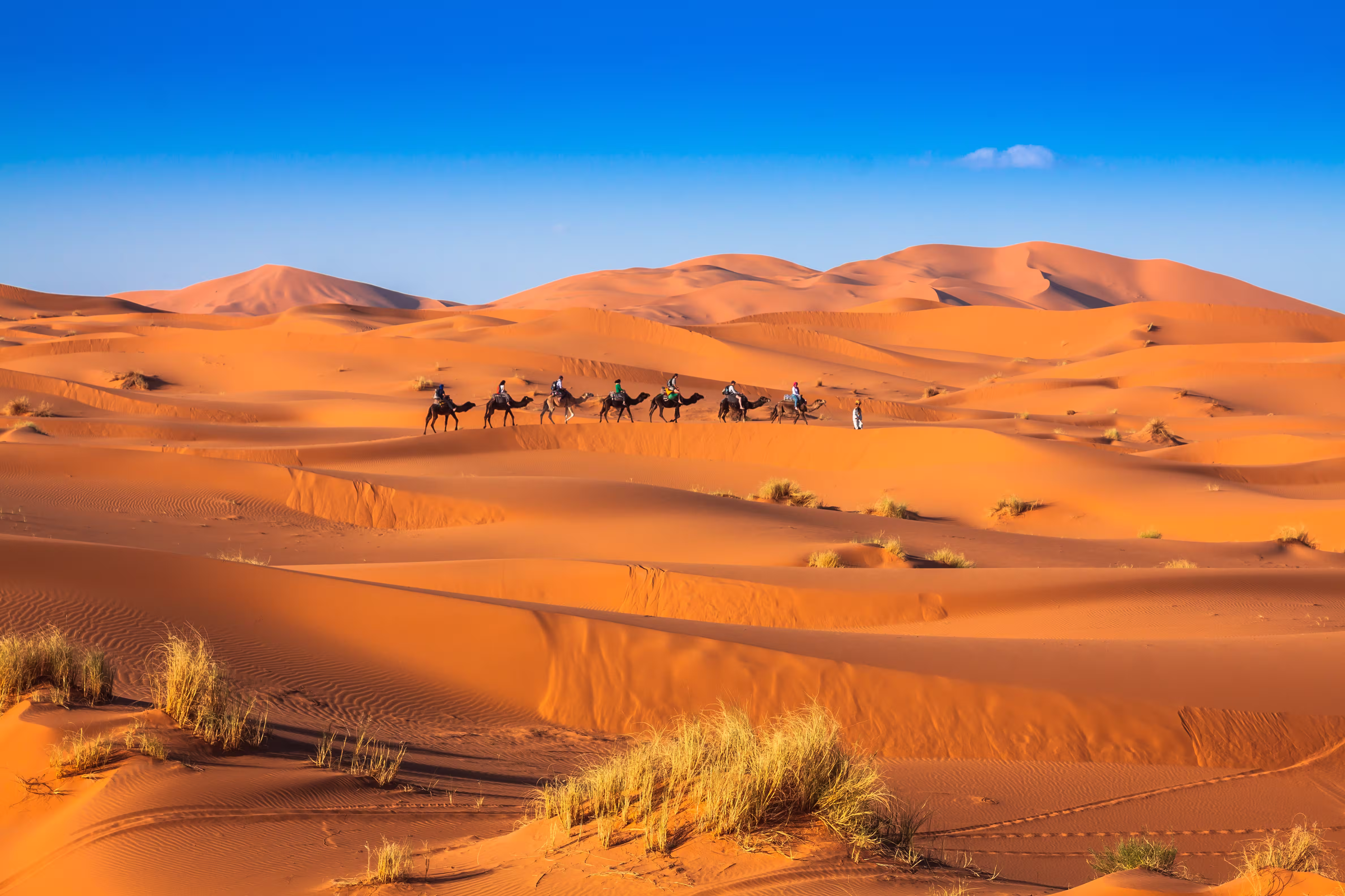 sahara-desert-camel-caravan-img