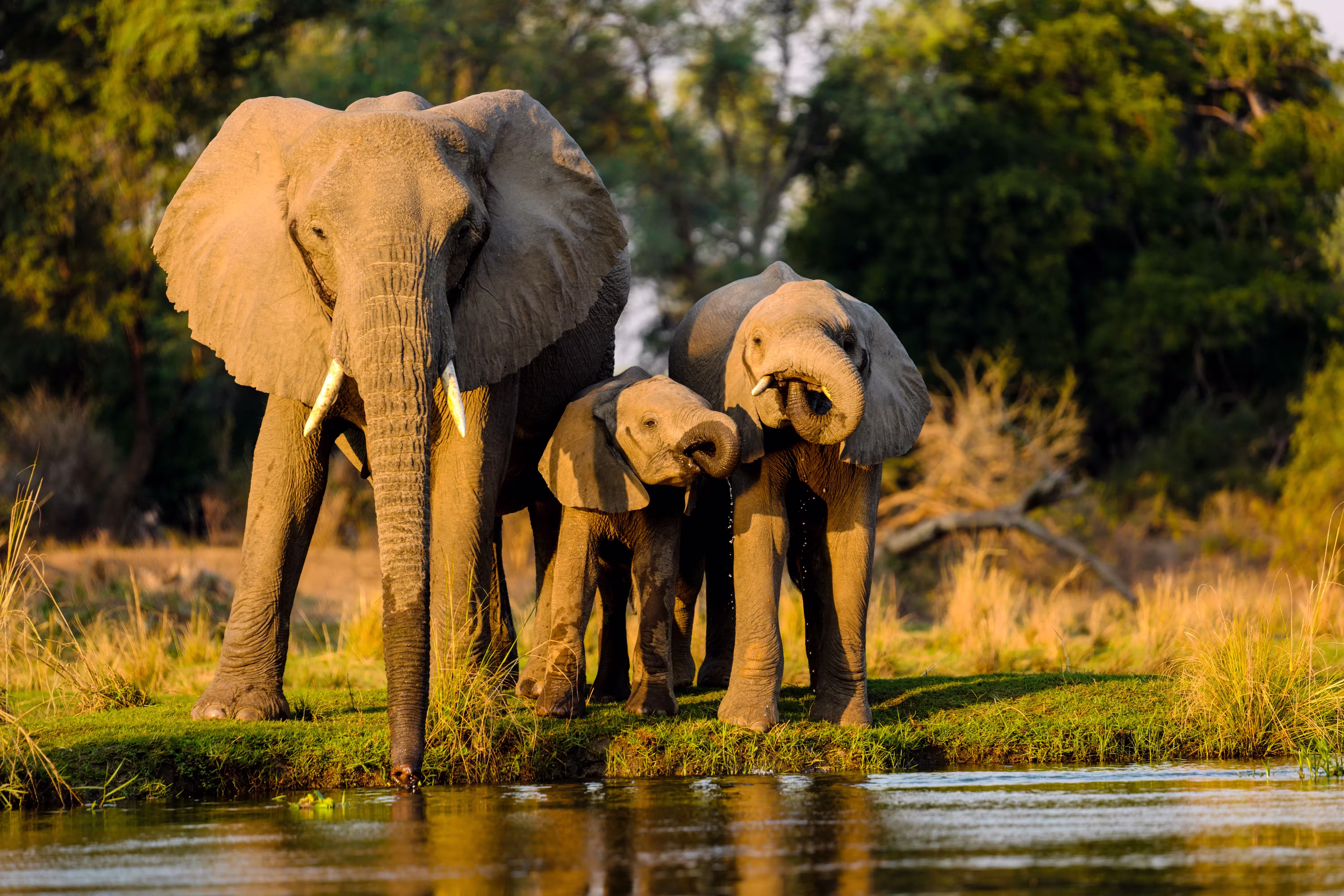 elephants-lake-img