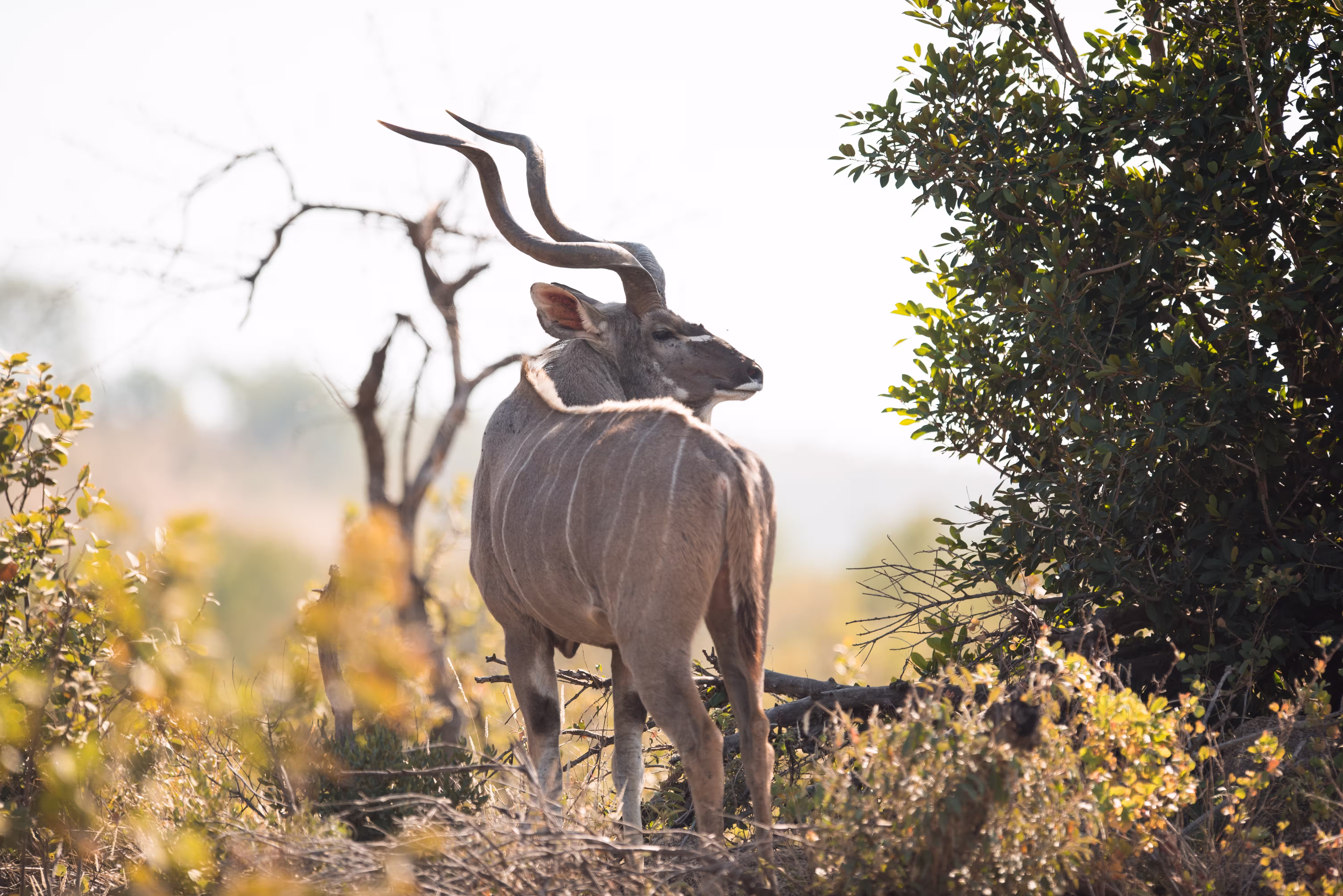 gazelle-african-wildlife-img