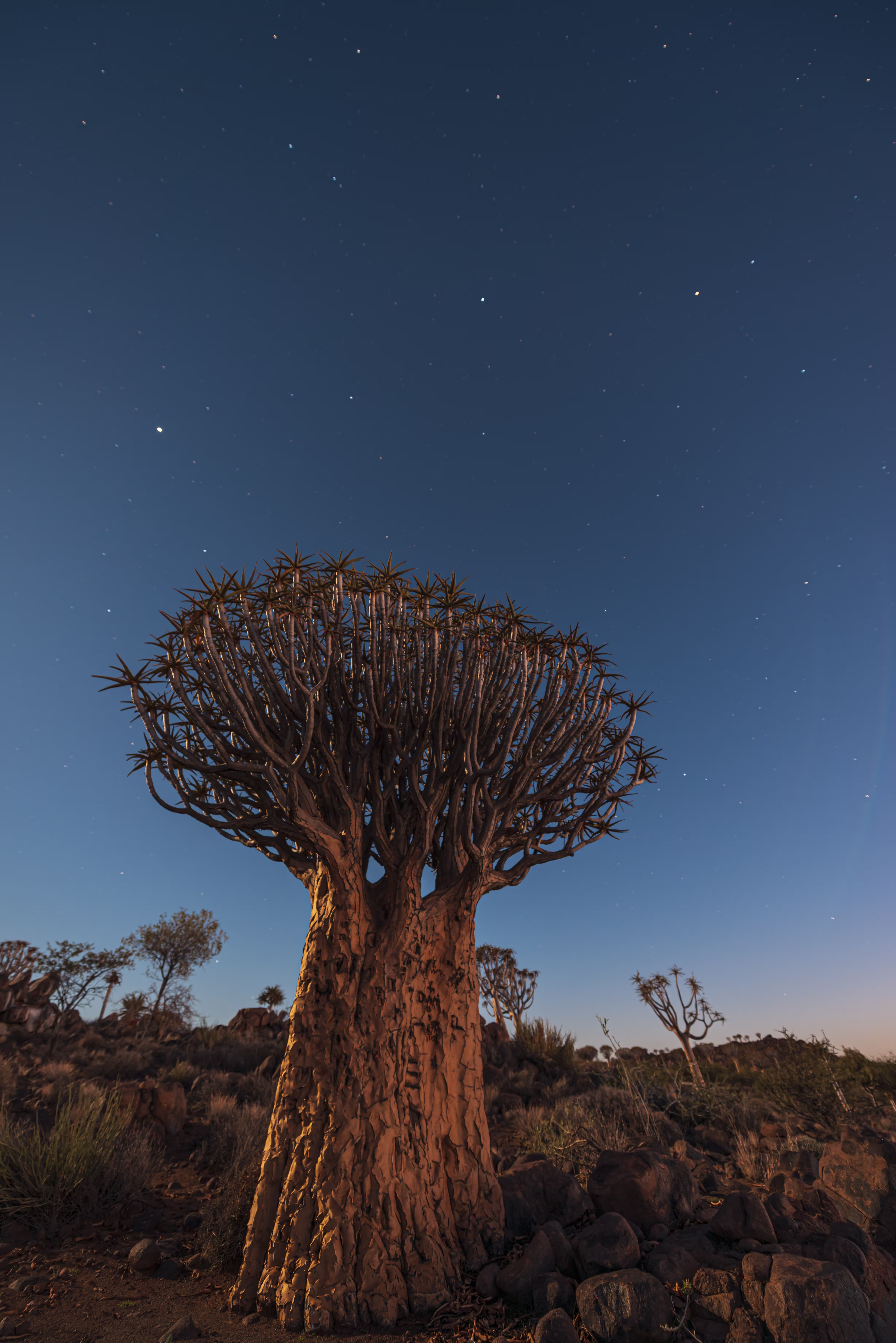 quiver-tree-forest-namibia-img