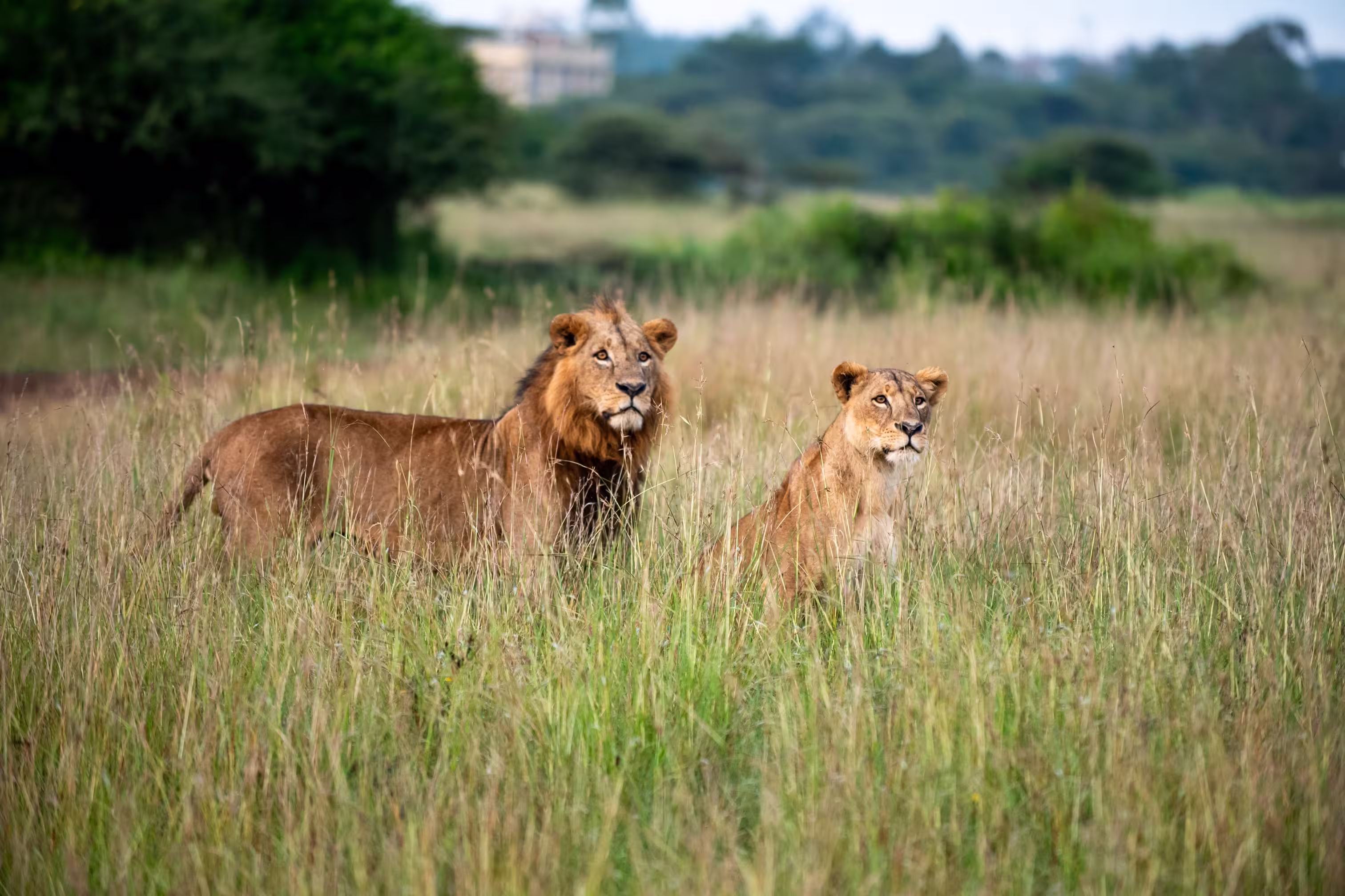 nairobi-kenya-img