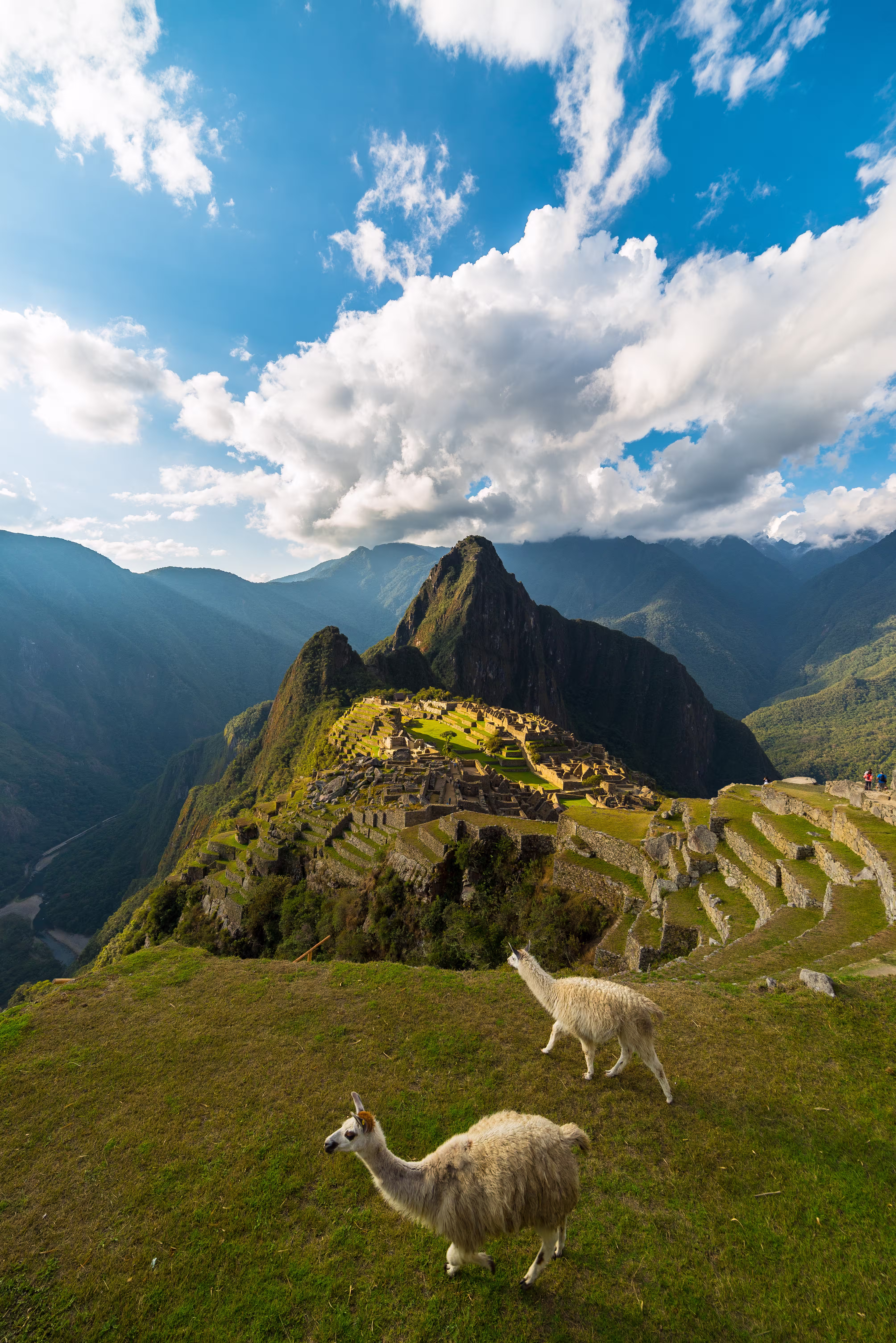 sunlight-machu-picchu-peru-with-llamas