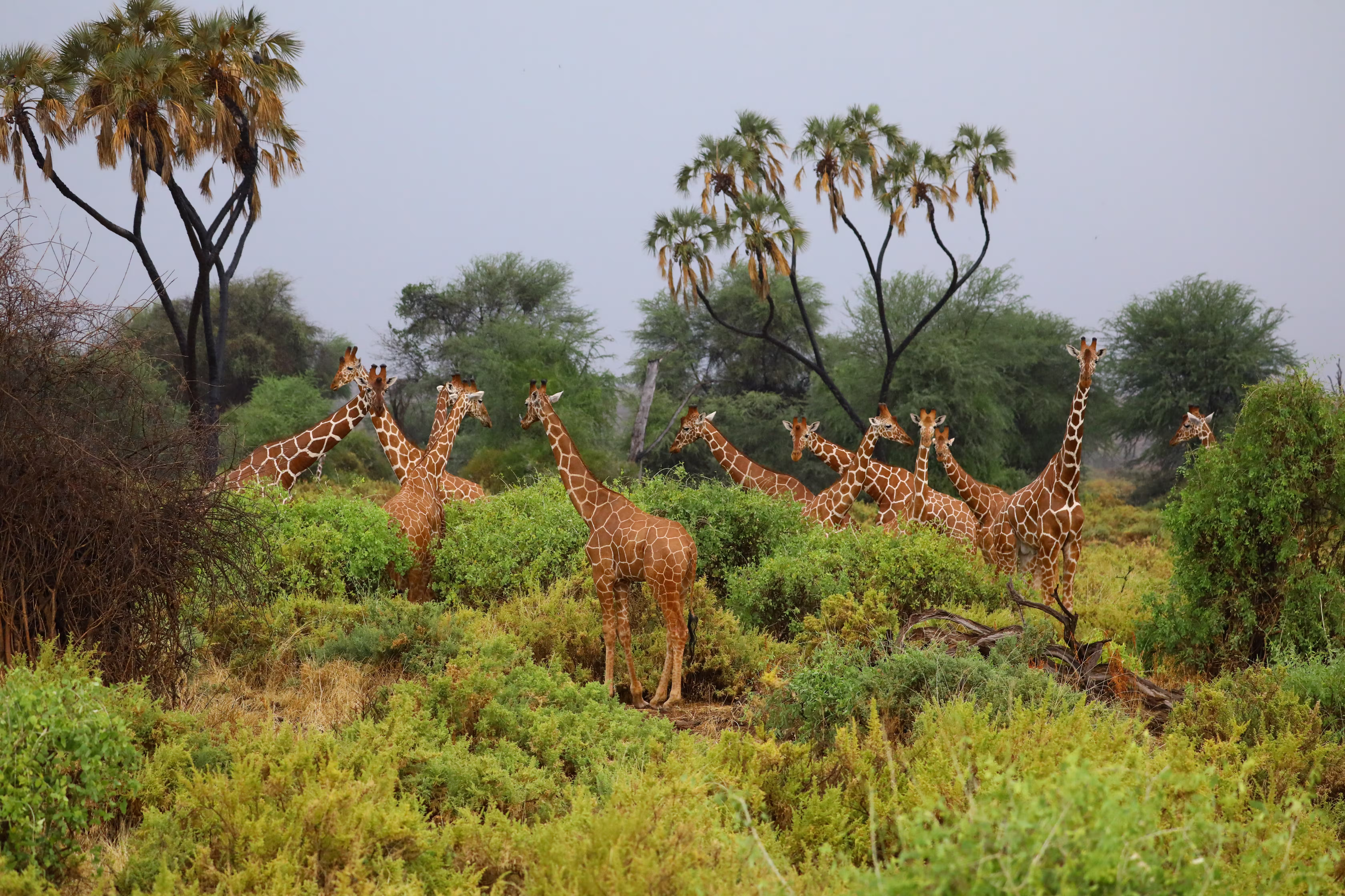 giraffes-in-african-wildlife-img